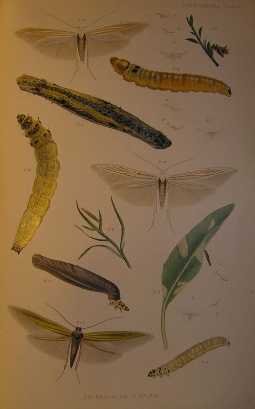 Le Coleophoridae d''Italia